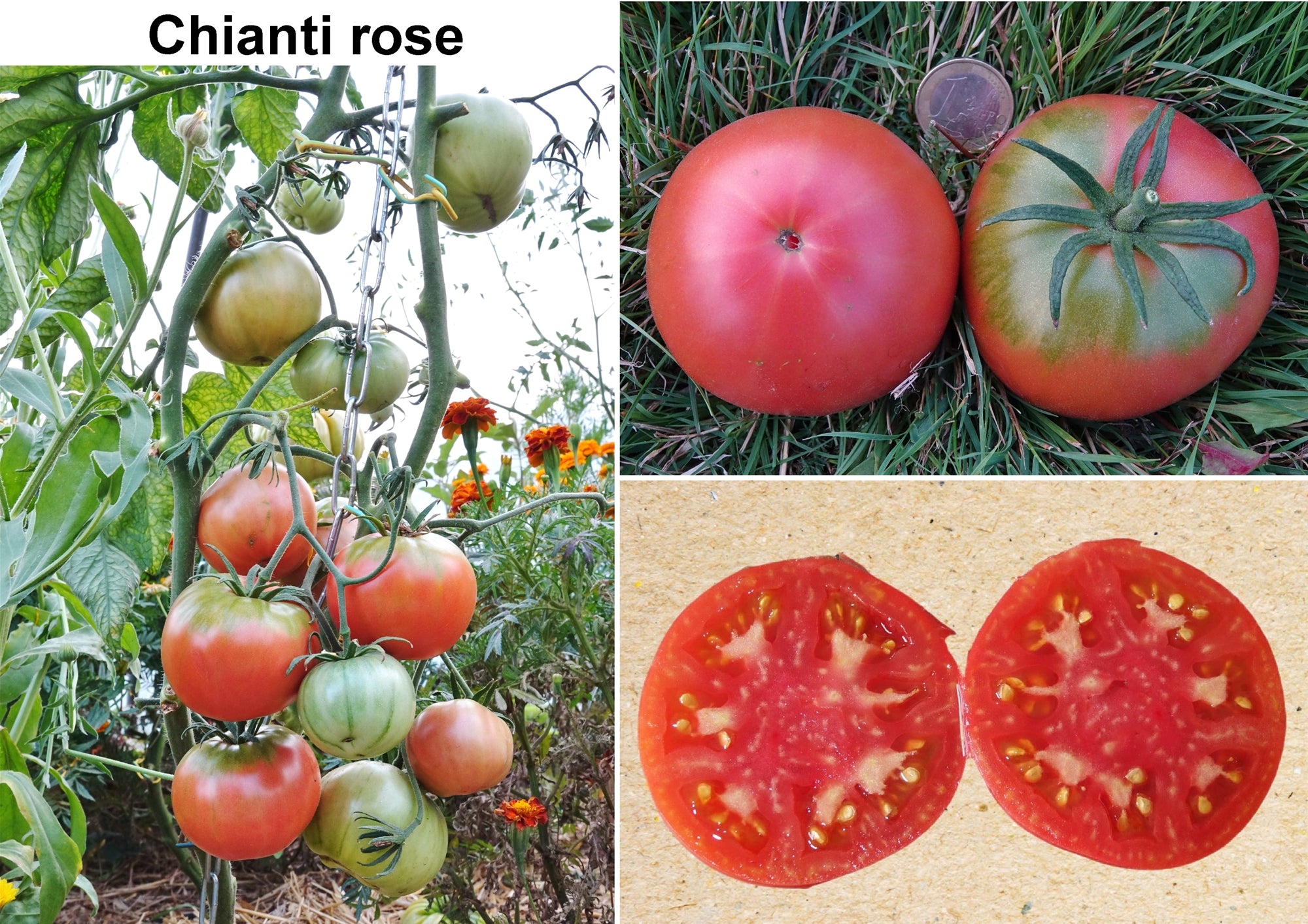 Toute sorte de graines: tomates, tournesols, fleurs..